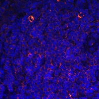 CD68 Rabbit Polyclonal Antibody