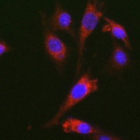 GDF15 Rabbit Polyclonal Antibody
