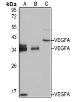 VEGFA Rabbit Polyclonal Antibody