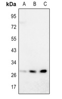 SIRT3 Rabbit Polyclonal Antibody