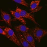 SIRT3 Rabbit Polyclonal Antibody