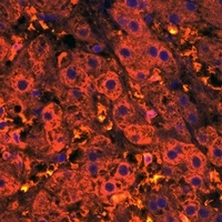 CXCL12 Rabbit Polyclonal Antibody