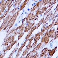 SIRT3 Rabbit Polyclonal Antibody