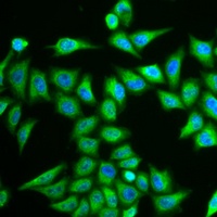 IREB2 Rabbit Polyclonal Antibody