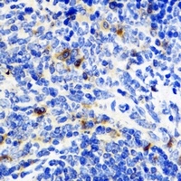 IL-10 Rabbit Polyclonal Antibody