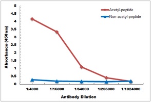 RAB21 (Acetyl-K109) Rabbit Polyclonal Antibody