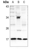 Histone H3 (Acetyl-K36) Rabbit Polyclonal Antibody