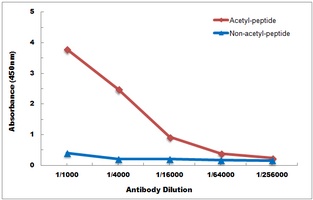Histone H3 (Acetyl-K36) Rabbit Polyclonal Antibody