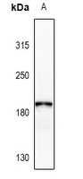 Collagen 4 alpha 2 Rabbit Polyclonal Antibody