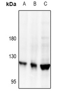 Collagen 5 alpha 2 Rabbit Polyclonal Antibody