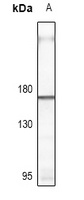 CD115 Rabbit Polyclonal Antibody