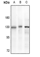p130 Cas Rabbit Polyclonal Antibody