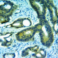 SerpinB1 Rabbit Polyclonal Antibody