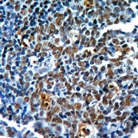 Histone H3 Rabbit Polyclonal Antibody