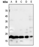 Histone H3 Rabbit Polyclonal Antibody