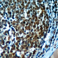Histone H3 Rabbit Polyclonal Antibody