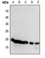 Histone H3 Rabbit Polyclonal Antibody