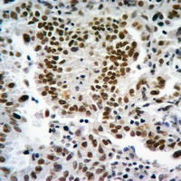 Histone H3 Rabbit Polyclonal Antibody