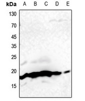 Histone H3 Rabbit Polyclonal Antibody