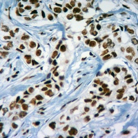 Histone H3 Rabbit Polyclonal Antibody