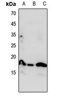 Histone H3 (MonoMethyl-K23) Rabbit Polyclonal Antibody