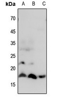 Histone H3 (MonoMethyl-R8) Rabbit Polyclonal Antibody