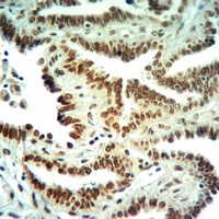Histone H3 (DiMethyl-K36) Rabbit Polyclonal Antibody