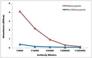 Histone H3 (DiMethyl-K36) Rabbit Polyclonal Antibody