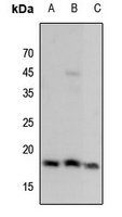 Histone H3 (MonoMethyl-K9) Rabbit Polyclonal Antibody