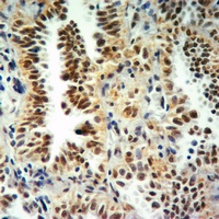 Histone H3 (MonoMethyl-K9) Rabbit Polyclonal Antibody
