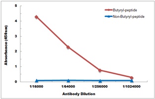 Histone H3 (Butyryl-K18) Rabbit Polyclonal Antibody