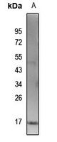 Histone H3 (Acetyl-K115) Rabbit Polyclonal Antibody
