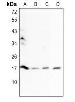 Histone H3 Rabbit Polyclonal Antibody