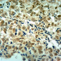 Histone H3 Rabbit Polyclonal Antibody