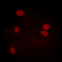 Histone H3 Rabbit Polyclonal Antibody