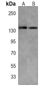 FAM120A Mouse Monoclonal Antibody