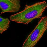 FAM120A Mouse Monoclonal Antibody