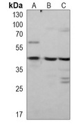 ATG3 Mouse Monoclonal Antibody