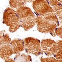 ATG3 Mouse Monoclonal Antibody