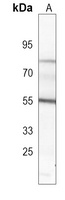Pr-Set7 Mouse Monoclonal Antibody