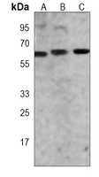 Pr-Set7 Mouse Monoclonal Antibody