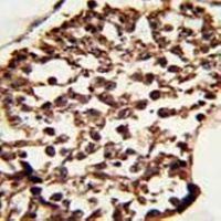Pr-Set7 Mouse Monoclonal Antibody