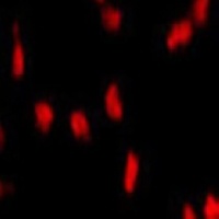 Pr-Set7 Mouse Monoclonal Antibody