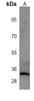 LIN28A Mouse Monoclonal Antibody