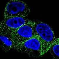 Beta1-tubulin Mouse Monoclonal Antibody