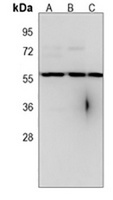 RBCK1 Mouse Monoclonal Antibody