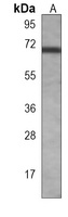 HAS2 Mouse Monoclonal Antibody