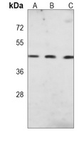 DPF2 Mouse Monoclonal Antibody