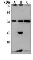 CD366 Mouse Monoclonal Antibody