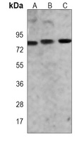 GOLGA5 Mouse Monoclonal Antibody